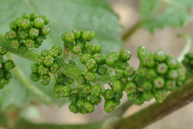 Champagne Jean-Marc VATEL - 