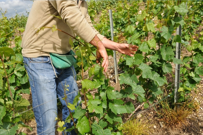 Champagne Jean-Marc VATEL - 